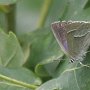 purple hairstreak